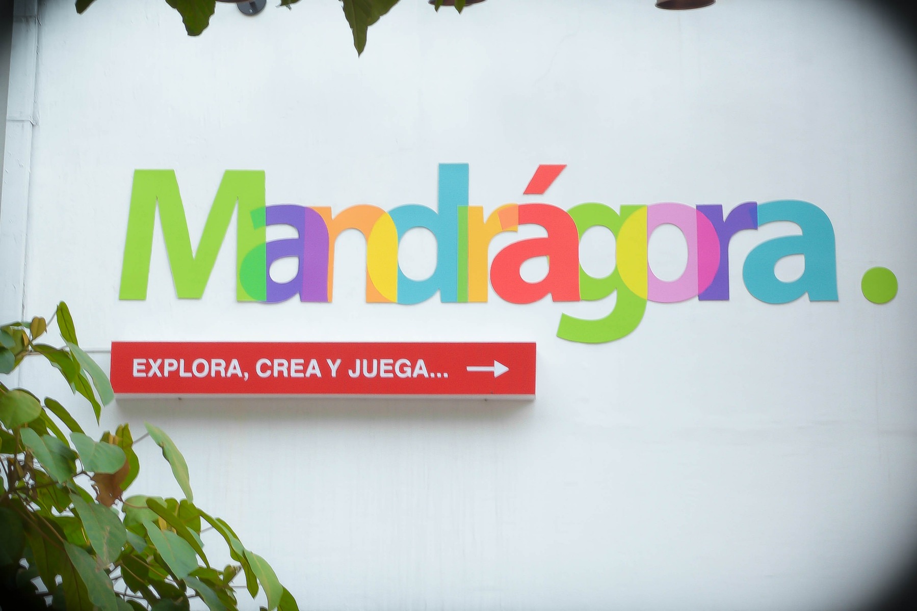 Imagen 4 MANDRAGORA 